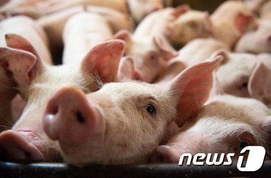 돼지. (자료사진) © AFP=뉴스1