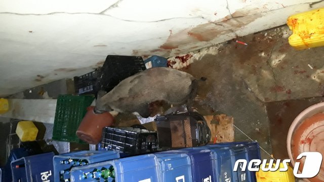 지난 4일 오후 9시25분쯤 부산 해운대구 반송동 한 주택가에 멧돼지가 출현해 실탄을 맞고 사살됐다.2019.10.04/(부산소방본부 제공)© 뉴스1