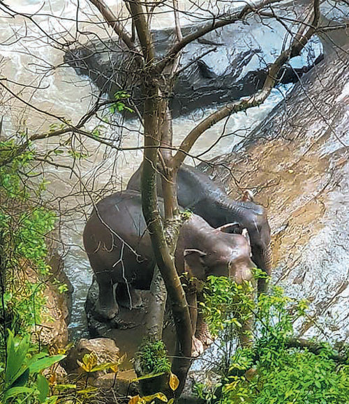 5일 태국 중부 카오야이 국립공원의 해우나록 폭포 인근에서 물에 빠진 새끼 코끼리를 구하려다 폭포 아래쪽으로 추락한 코끼리 2마리가 옴짝달싹 못 하고 있다. 태국 국립공원·야생동식물보호부=AP 뉴시스