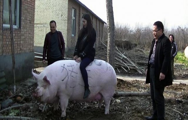 한 여성이 750kg에 이르는 돼지 등 위에 타고 있다. 블룸버그 갈무리