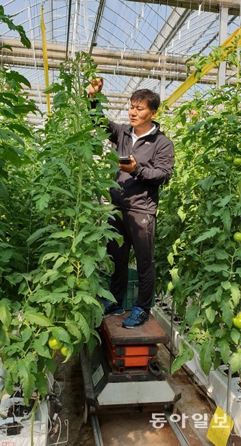 정병두 대표가 리프트에 올라 스마트팜 로즈밸리의 가동 원리를 설명하고 있다. 리프트는 토마토가 수확기 때 4m 이상 성장하는 점을 고려해 작업자들이 이용하는 장비이다. 
            
        
    







익산=황재성 기자 jsonhng@donga.com