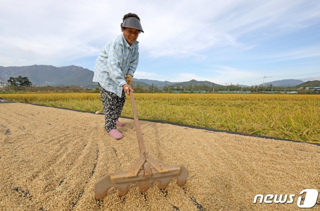 16일 오전 울산시 울주군 삼남면 한 들녘에서 농민이 수확한 벼를 가을 햇살에 말리고 있다. 2019.10.16/뉴스1 © News1