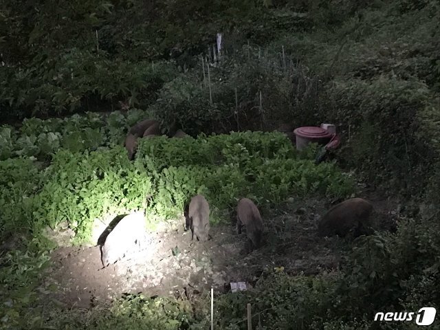 지난 9월 서울 도봉구에 출몰했던 멧돼지의 모습, (기사와 관련이 없습니다). © News1