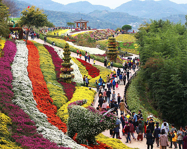 ‘2019 화순 국화향연’이 25일부터 다음 달 10일까지 전남 화순군 화순읍 남산공원 일대에서 펼쳐진다. 지난해 축제에는 52만 명이 다녀갔다. 화순군 제공