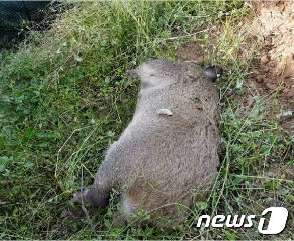 지난 16일 천안 목천읍에서 야생멧돼지 폐사체가 발견됐다.(천안시 제공) © News1