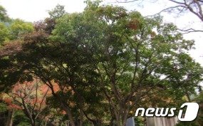 계룡산 동학사 자연관찰로 표지판 근처© 뉴스1