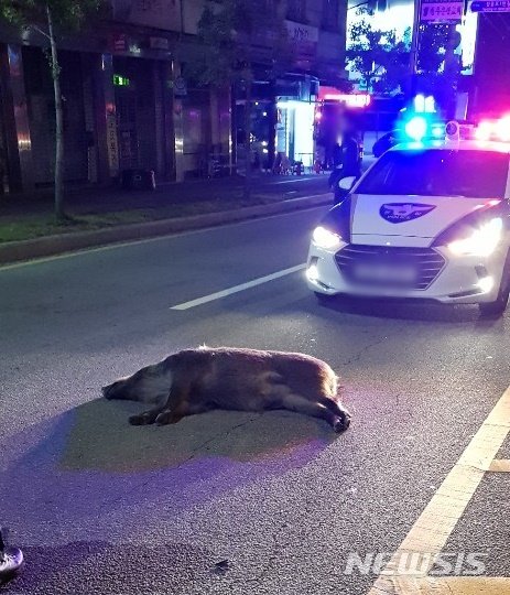 충북 청주시 상당구 탑동의 한 도로에 오후 11시30분께 멧돼지 1마리가 1t 화물차에 치여 죽었다. 2019.10.17.사진=뉴시스