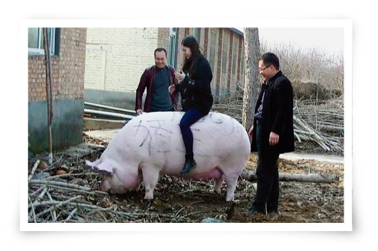 양돈 농가에서 키우는 슈퍼 돼지 등에 올라탄 중국인 여성. [VCG]