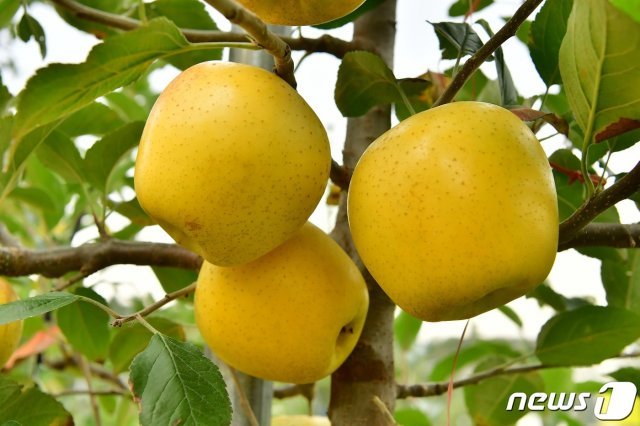 장성 ‘황금사과’ 올해 첫 수확. © News1