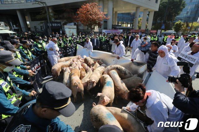 전국음식물사료연합회 소속 돼지농가 농민들이 21일 정부세종청사 농식품부 앞에서 열린 농식품부 규탄 대회에 돼지를 청사 앞에 풀어 놓고 시위를 하고 있다. 2019.10.21/뉴스1 © News1