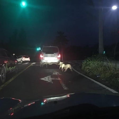 지난 10월26일 백구 두 마리를 매달고 달리는 회색 SUV. 모습(제주동물친구들 페이스북 갈무리) ⓒ News1