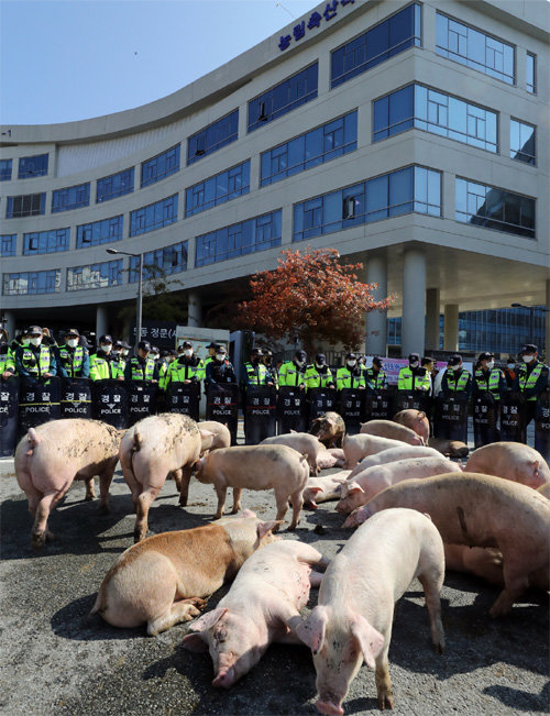 정부가
 돼지열병 확산을 막기 위해 남은 음식을 돼지에게 먹이지 못하게 하자 농가의 반발이 커지고 있다. 21일 전국음식물사료축산연합회 
소속 돼지농가들이 정부세종청사 농림축산식품부 앞 도로에 돼지를 풀어 놓고 시위하고 있다. 세종=뉴스1