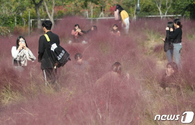 19일 오후 대전 서구 한밭수목원을 찾은 시민들이 핑크뮬리 사이에서 사진을 찍으며 가을을 만끽하고 있다. 2019.10.19/뉴스1 © News1