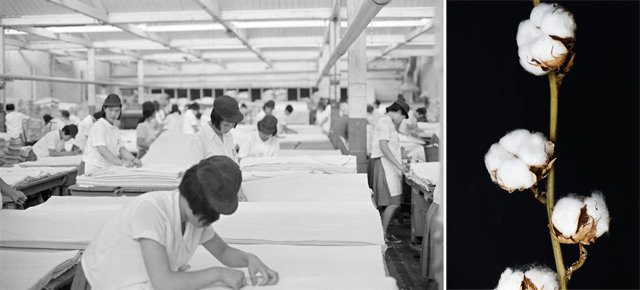 1960년대 서울 용산 일대의 방직공장에서 근로자들이 일하는 모습(왼쪽 사진). 목화에서 얻은 솜으로 실을 짜면 옷감을 만들 수 있다. 사진 출처 뉴스1·Freepik