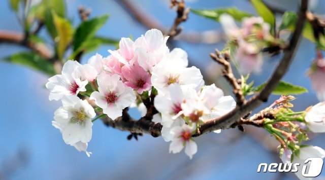 22일 오전 제주 서귀포시 남원읍 위미리의 한 도로 근처 벚나무에 봄꽃인 벚꽃이 활짝 펴 시선을 끌고 있다.2019.10.22/뉴스1 © News1