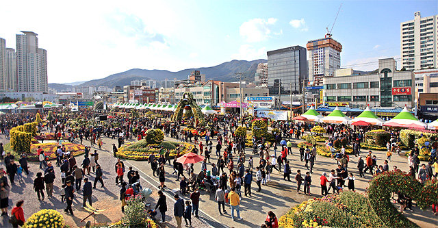 마산국화축제 제19회 마산국화축제가 26일 막을 올린다. 시민 참여 및 특별 행사가 풍성하다. 창원시 제공