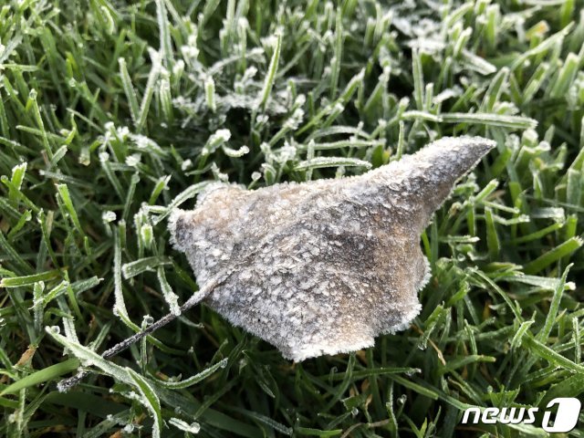 전국이 올가을 들어 가장 추운 날씨를 보인 9일 강원도 평창군 대관령 용평리조트 버치힐 골프클럽 잔디밭에 간밤의 추위로 서리가 내려있다. (용평리조트 제공) 2019.10.9/뉴스1 © News1