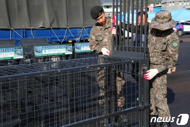 지난 16일 강원 화천군에서 군 장병들이 아프리카돼지열병(ASF) 매개체로 의심되는 멧돼지를 잡기 위한 포획 틀을 화천군으로부터 전달받으면서 사용방법을 익히고 있다. © News1