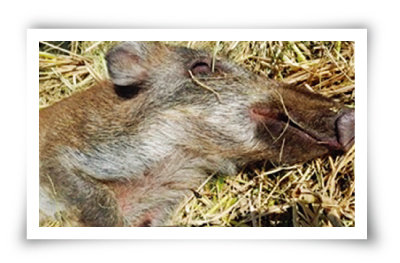 10월 23일 경기 파주 민간인출입통제선 안에서 발견된 아프리카돼지열병 감염 야생 멧돼지 사체. [뉴시스]