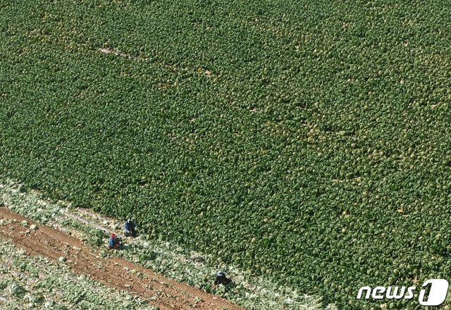 27일 강원 평창군 방림면 일대 배추밭에서 농민들이 배추 출하작업을 하고 있다. 최근 연이은 가을 태풍과 질병 등으로 가을 배추 작황이 부진하면서 배추 가격이 지난해 동기보다 높게 형성되고 있다.© News1