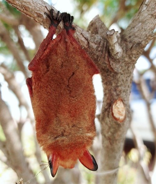 충남 홍성군 광천행정복지지원센터 주변 나무에서 발견된 황금박쥐. 홍성군 제공