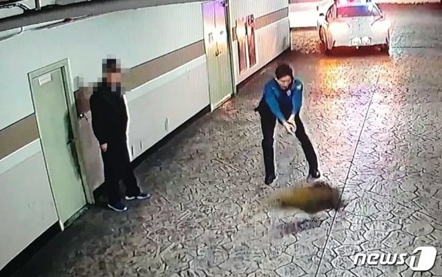 28일 오전 6시4분쯤 부산 온천동의 한 아파트 지하2층에서 경찰이 멧돼지를 실탄으로 사살하고 있다.(부산지방경찰청 제공) /© 뉴스1