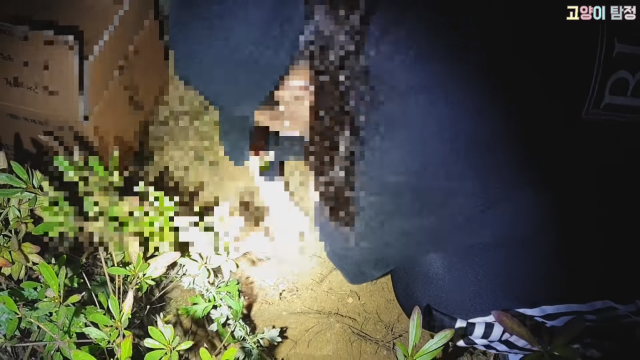 사진=유튜브 채널 ‘고양이탐정TV’ 갈무리