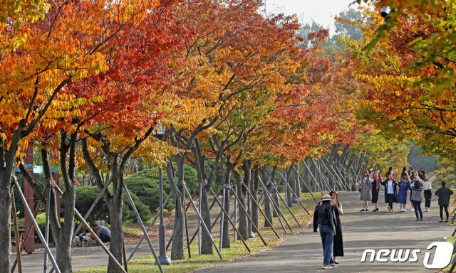 29일 오후 울산시 남구 문수체육공원을 찾은 시민들이 울긋불긋 물들어 가는 가을 단풍을 구경하며 가을 분위기를 즐기고 있다. 2019.10.29/뉴스1 © News1