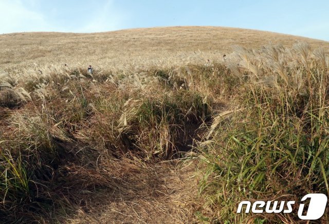 흉하게 훼손된 애월읍 새별오름.  1일 일부 탐방객들이 탐방로를 벗어나 억새풀밭 속에서 사진을 찍고 있다. © 뉴스1
