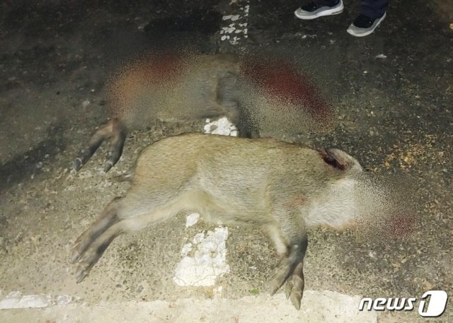 5일 오후 7시54분쯤 충북 옥천군 옥천읍 옥천군청에 멧돼지 8마리가 출몰, 유해조수포획단에 의해 4마리가 사살됐다. (옥천군 제공) © 뉴스1