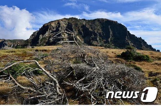 고사상태에 빠진 한라산 장구목(1800m) 구상나무 /© News1