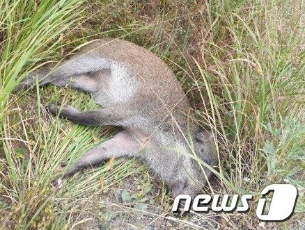 DMZ에서 발견된 야생 멧돼지 (환경부 제공) ⓒ 뉴스1