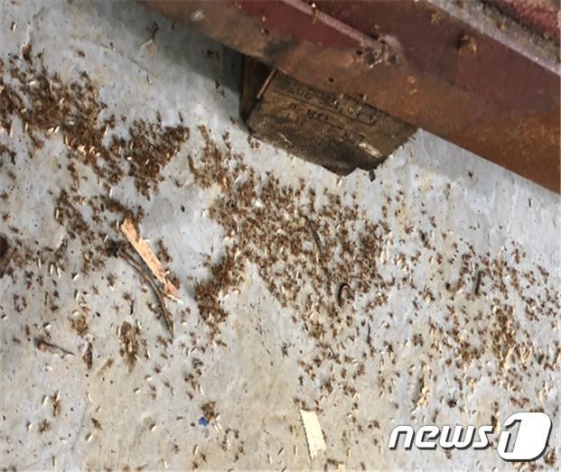인천 서구의 한 사업장에서 발견된 긴다리비틀개미(인천시 제공)2019.11.7/뉴스1 © News1
