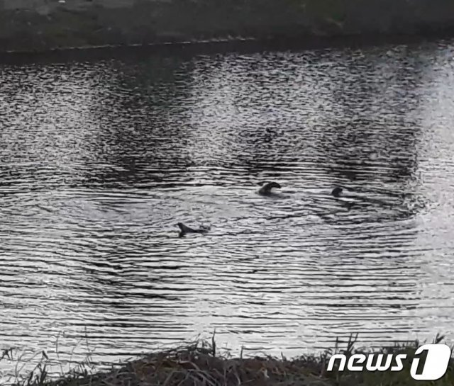 순천 도심을 지나는 동천에서 포착된 멸종위기 야생동물 1급 수달의 모습.(순천시 제공) /뉴스1 © News1