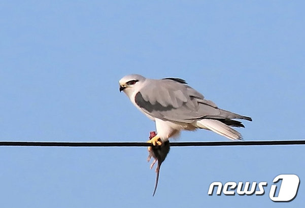 백령도에서 발견된 멸종위기종 ‘검은어깨매’.(인천녹색연합 제공) © News1