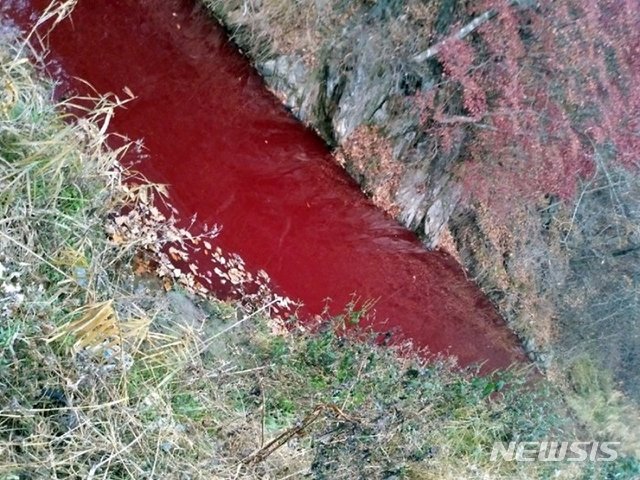 살처분된 돼지 사체에서 핏물이 유출돼 붉게 물든 하천. 사진=뉴시스