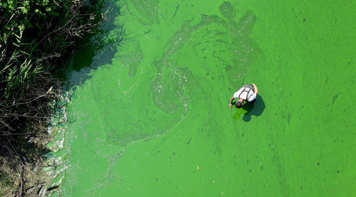 14일 개봉한 다큐멘터리 영화 ‘삽질‘의 한 장면. 녹조가 휩쓴 금강은 한 때 ‘녹조라떼‘로 불렸다.