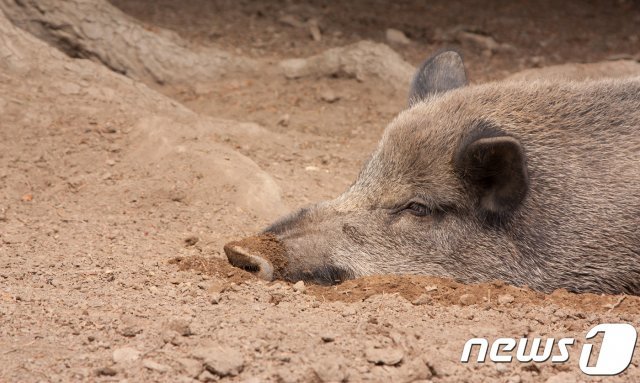 야생 멧돼지. 사진 이미지투데이 © 뉴스1