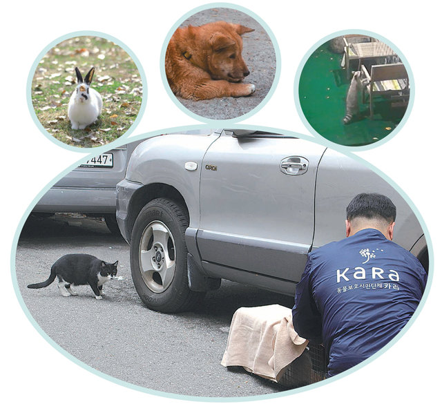 동물보호단체 ‘카라’의 한 직원이 중성화 수술을 위해 길고양이를 포획하고 있다. 작은 사진은 왼쪽부터 유기된 토끼와 개, 너구리. 동물자유연대·동물복지문제연구소 어웨이·동행104·동물권행동 카라 제공