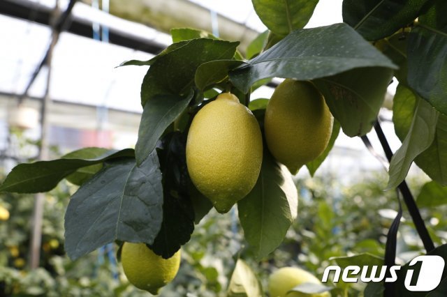 제주산 레몬 © 뉴스1