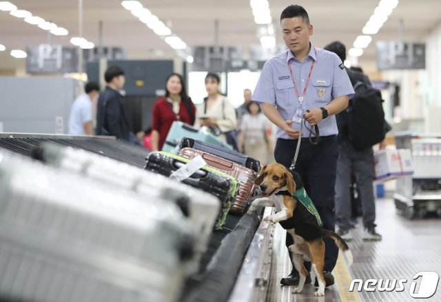 15일 오후 대구국제공항 입국장에서 아프리카돼지열병(ASF) 유입을 막기 위해 배치된 농림축산검역본부 영남지역본부 검역탐지견과 탐지요원이 대구공항에 도착한 수하물을 검색하고 있다. 농림축산검역본부 영남지역본부는 대구공항 검역체계와 관련해 여행객 휴대품 X-RAY 검사, 검역탐지견 검색, 전광판 등 유관기관 합동으로 국경검역을 강화해 아프리카돼지열병 유입 차단에 노력한다. 2019.10.15/뉴스1 © News1