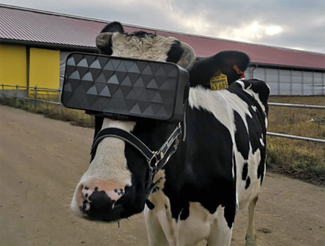 러시아 모스크바 외곽의 농가에서 젖소 한 마리가 특수 제작된 VR 고글을 착용하고 있다. 사진 출처 러시아 농식품부