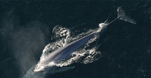 미국 연구팀이 대왕고래에 심전도 측정 장치를 붙여 심장박동의 비밀을 밝혔다. 미국해양대기청 제공