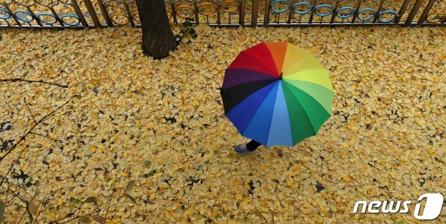 비가 내린 지난 25일 오후 울산시 남구 옥현초등학교 인근에서 우산을 쓴 학생들이 노란 은행잎이 소복이 쌓인 길을 거닐고 있다. /뉴스1 © News1