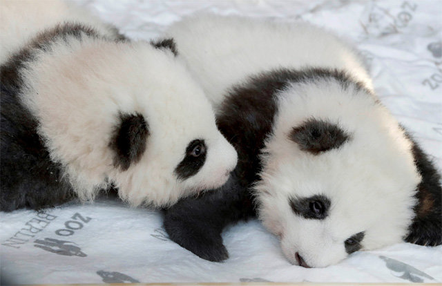 올해 8월 31일 독일 베를린 동물원에서 태어난 새끼 판다 두 마리가 출생 100일을 맞은 이달 9일 멍샹(왼쪽)과 멍위안이란 이름을 받았다. 베를린=AP 뉴시스