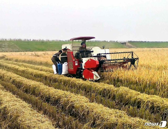 북한 노동신문은 12일 ‘인민생활 향상을 위한 투쟁의 길에서’라는 제목의 기사를 통해 농촌의 수확 운동이 고조되고 있다고 설명했다.