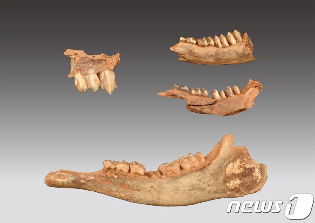 정선 매둔 동굴 유적 중 동물 화석 부분 (연세대 제공) © 뉴스1
