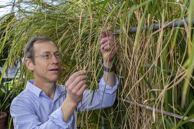 케네스 올슨 미국 세인트루이스 워싱턴대 생물학과 교수는 중국농업과학원 과학자들과 함께 비번역 RNA 양을 조절해 쌀의 주요 특성을 상당 부분 바꿀 수 있다는 사실을 알아냈다. 세인트루이스 워싱턴대 제공