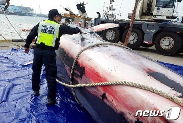 지난 22일 오후 제주 한림 북서쪽 약 40㎞ 해상에서 암컷 밍크고래로 추정되는 길이 15.5m, 무게 12톤의 대형고래 사체가 발견돼 제주시 한림항으로 인양됐다.(제주해양경찰서 제공)2019.12.23/뉴스1
