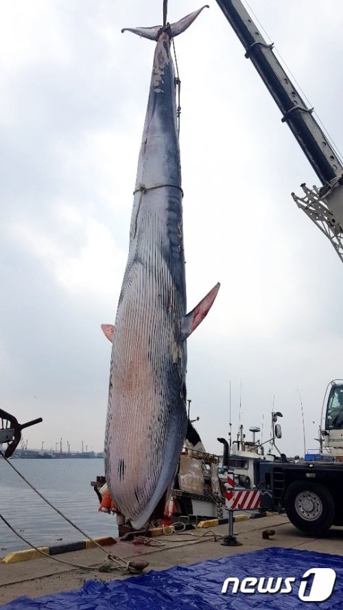 지난 22일 오후 제주 한림 북서쪽 약 40㎞ 해상에서  대형고래 사체가 발견돼 제주시 한림항으로 인양됐다.(제주해양경찰서 제공) 2019.12.23 /뉴스1 © News1